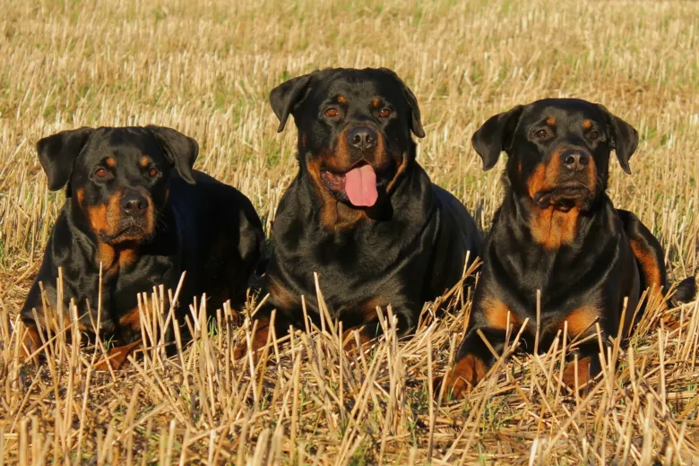Tři rottweileri leží vedle sebe na suché trávě.