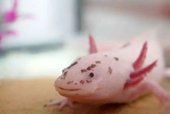 Růžový axolotl s vnějšími žábry v akváriu.