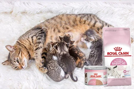 Mother cat nursing kittens with pet food products