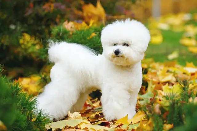 Bílý pes plemene bichon frisé stojí mezi podzimními listy.