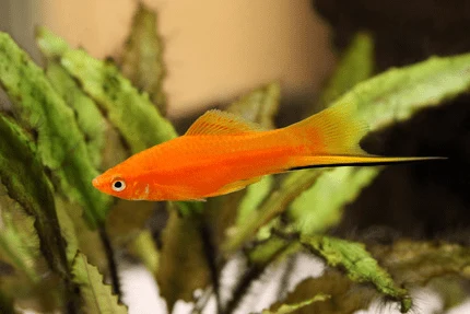 Oranžová akvarijní rybička plavící se mezi rostlinami v nádrži.
