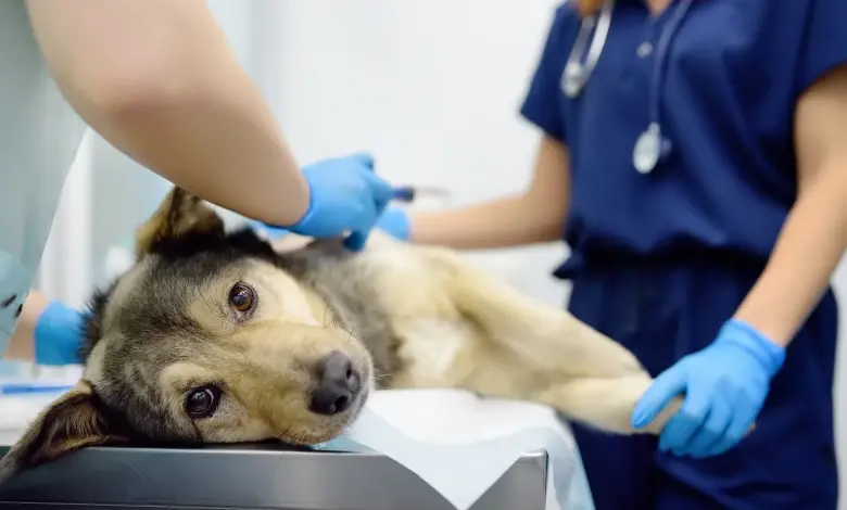 Pes na veterinárním stole při vyšetření