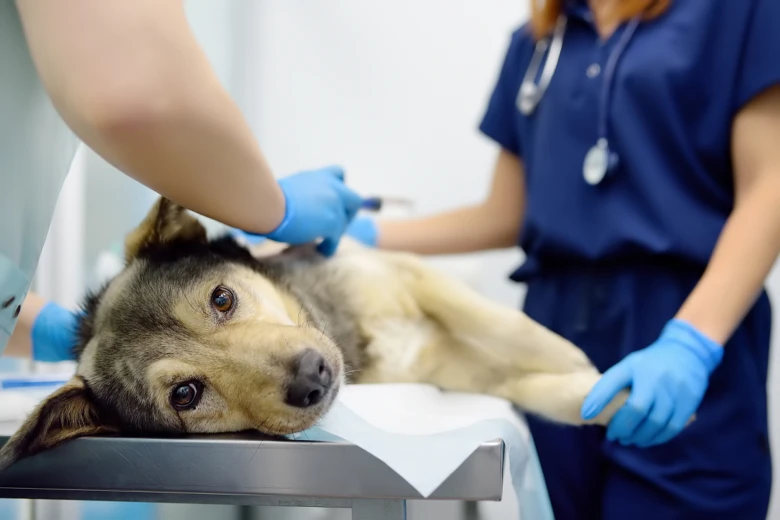 Pes na veterinárním stole při vyšetření