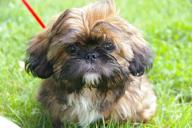 Plemenný pes shih-tzu sedí na trávníku s dlouhými vlasy.