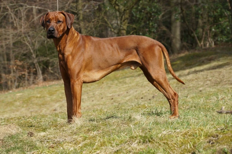 Rhodéský ridgeback stojí na trávníku v přírodě.