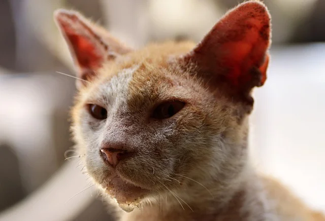 Cat with skin issues