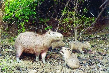 Skupina kapybar s mláďaty v přírodním prostředí.