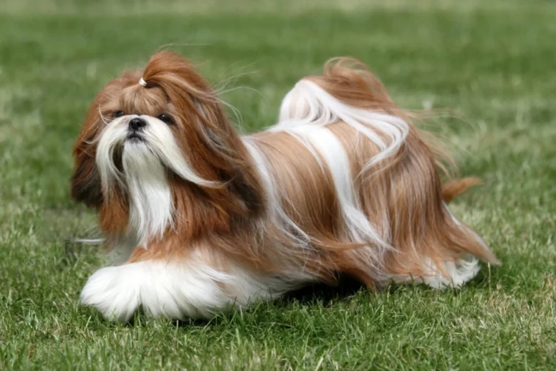 Shih-tzu leží na trávníku s dlouhým srstí hnědo-bílých barev.