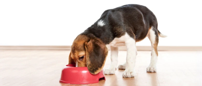 Štěně basset hound se krmí z misky na podlaze.