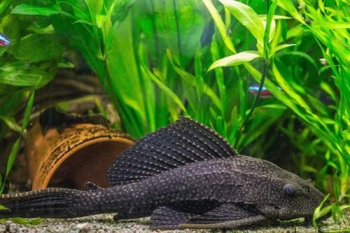 Tmavý pleco na dně akvária s rostlinami.