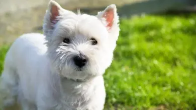 Bílý westie stojí na trávníku v přírodním prostředí.
