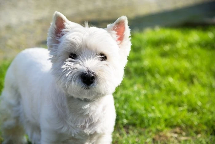 Bílý westie stojí na trávníku v přírodním prostředí.