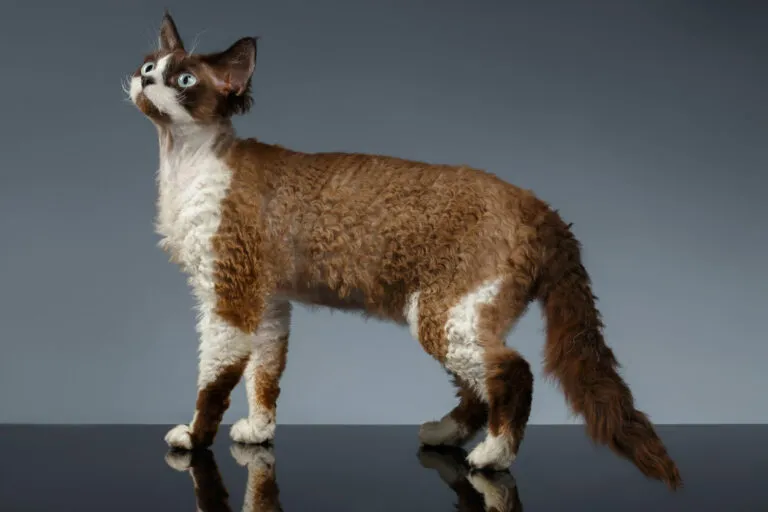 Hnědo-bílá kočka Devon Rex s kudrnatou srstí na tmavém povrchu.