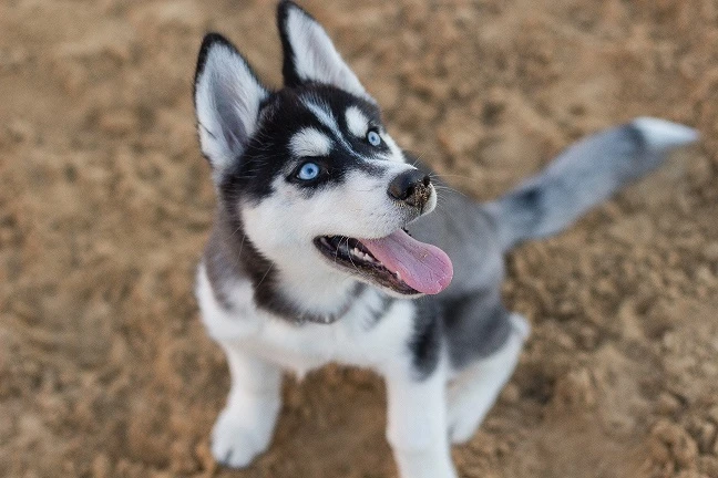 Modrý oči mávající štěně huskyho sedí na zemi.