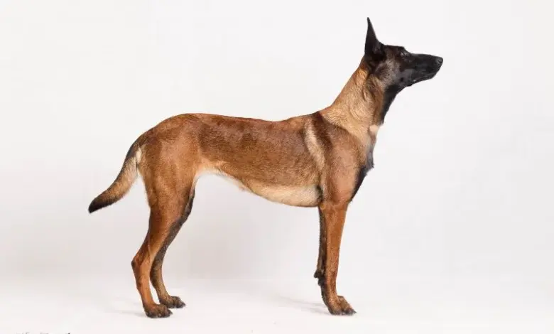 Belgický malinois v plné postavě pro ilustraci psí kostry.
