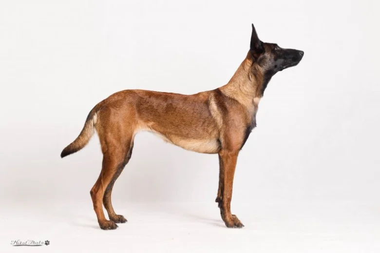 Belgický malinois v plné postavě pro ilustraci psí kostry.