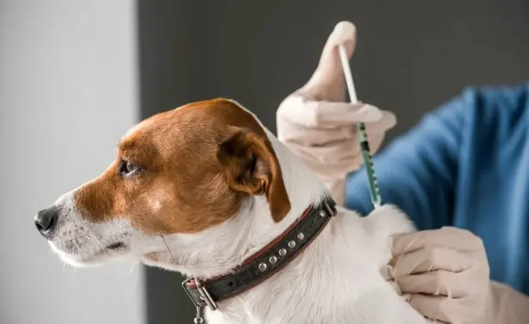 Veterinář podává očkování psu v ordinaci.