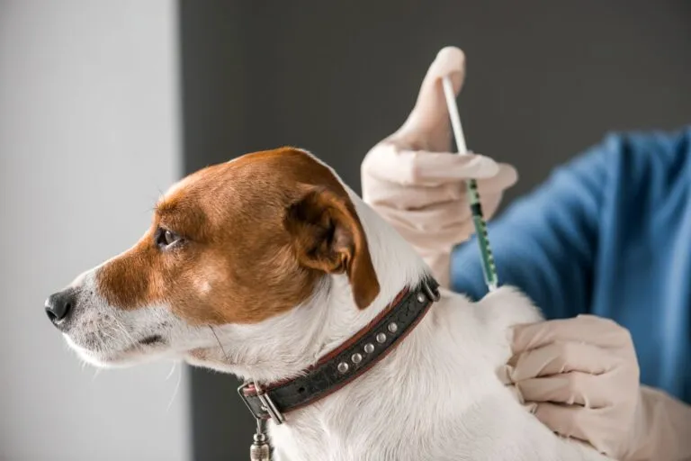Veterinář podává očkování psu v ordinaci.