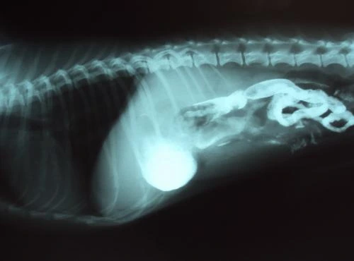 X-ray of dog with foreign body