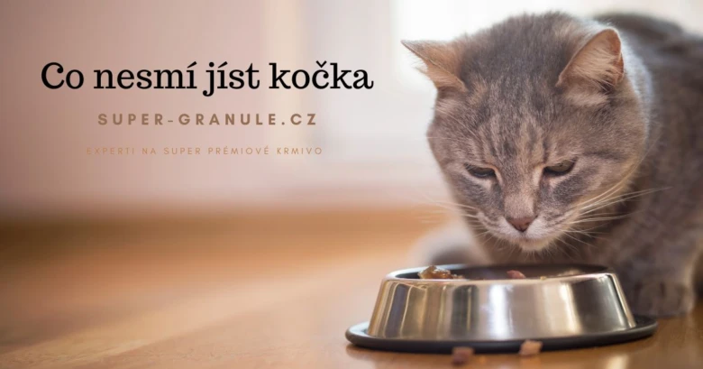 Šedá kočka se dívá do misky s krmivem na dřevěném podlaze.
