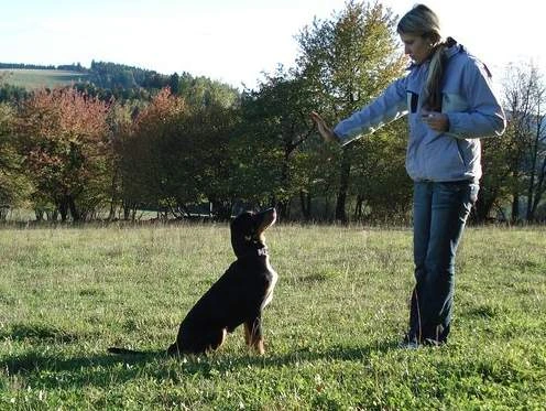 Žena v poli cvičí černého psa na základní povely.