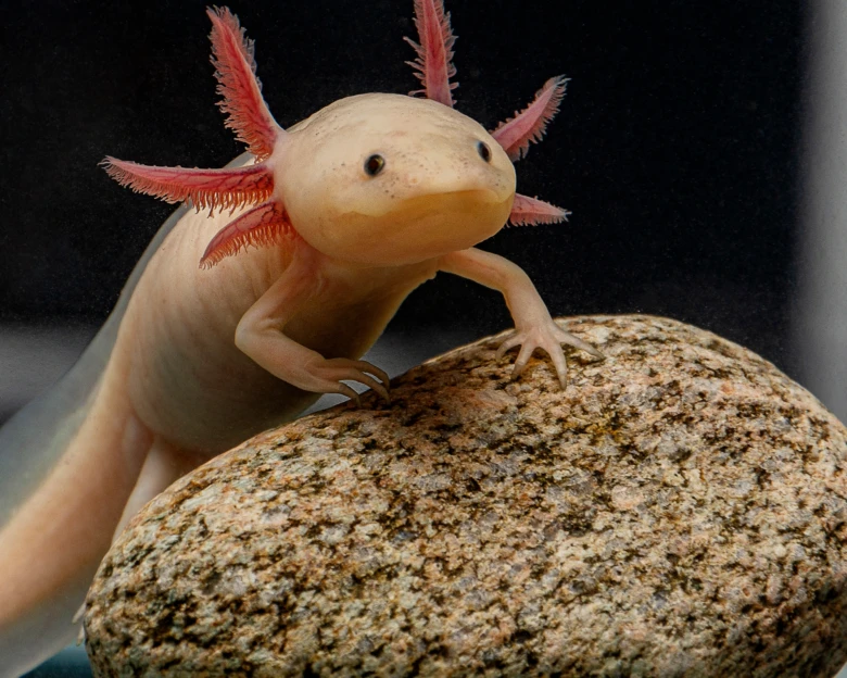 Axolotl s růžovými žábry na kamenném dekoru v akváriu.
