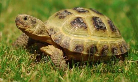 Stepní želva chodící po zelené trávě venku.
