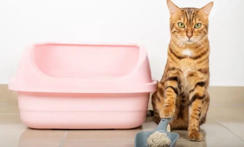 Kočka sedí vedle kočičího záchodku s lopatkou plnou písku.