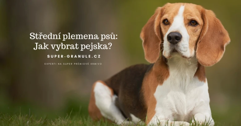 Beagle pes leží na trávě venku.