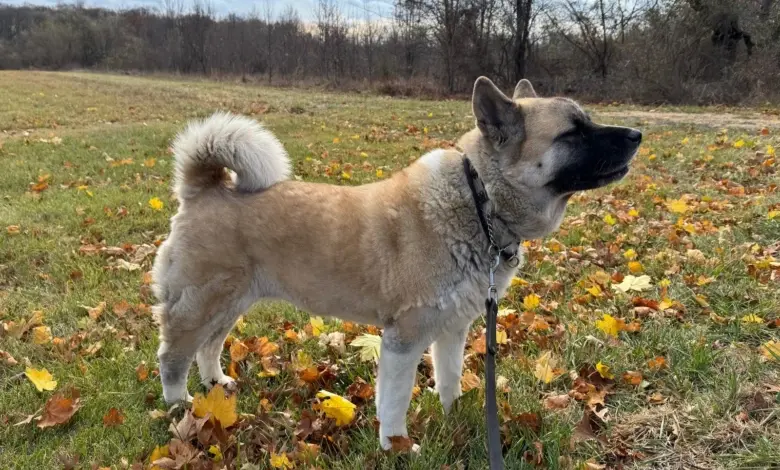 Americká akita stojí na trávníku mezi podzimními listí.