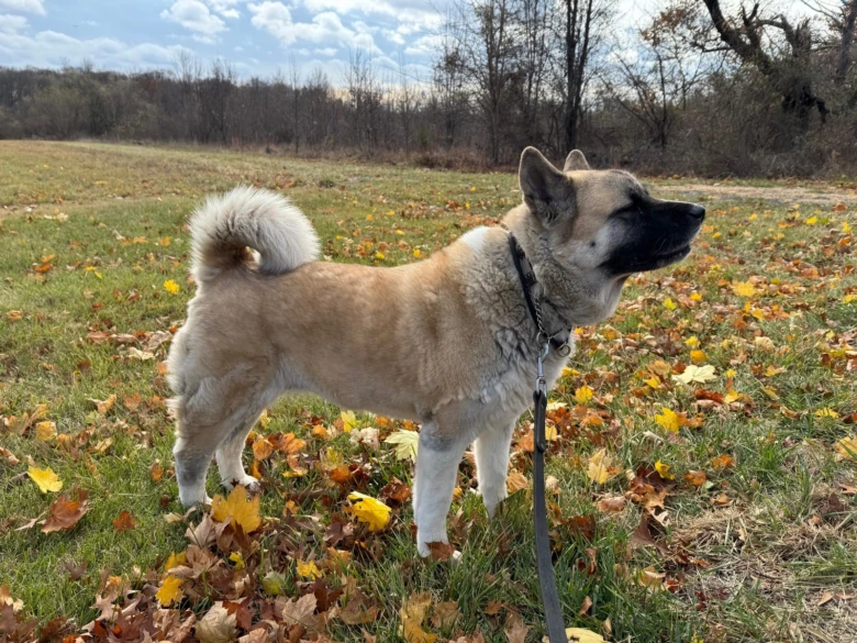 Americká akita stojí na trávníku mezi podzimními listí.