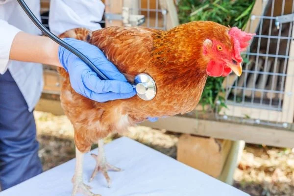Veterinář zkoumá slepici pomocí fonendoskopu.