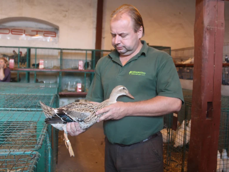 Muž drží indického běžce v chovatelském areálu.
