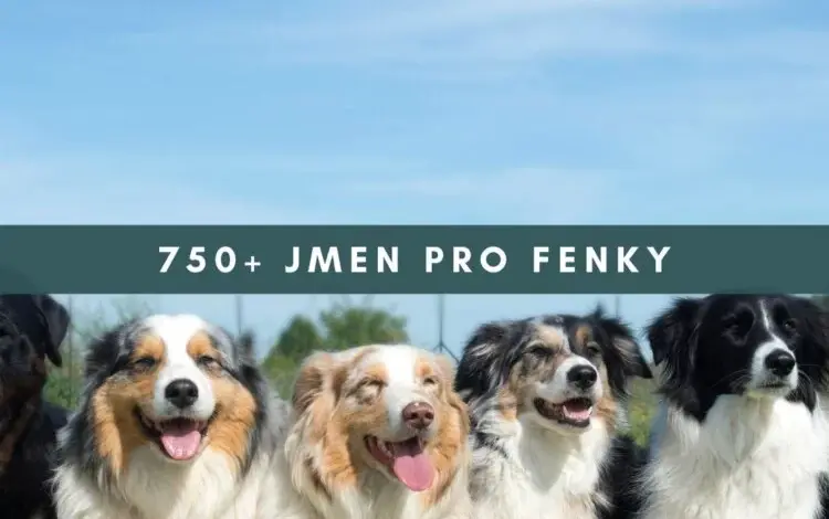 Skupina šťastných fenek border kolie sedících venku.