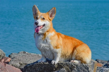 Radostný corgi sedí na skále u moře s otevřenou pusou.