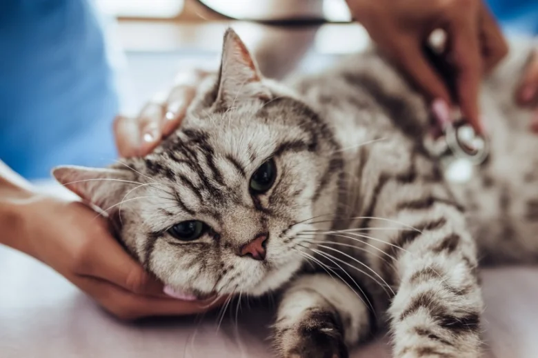 Kočka je vyšetřována veterinářem při kontrole zdraví.