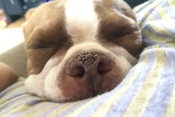 Sleeping dog nose