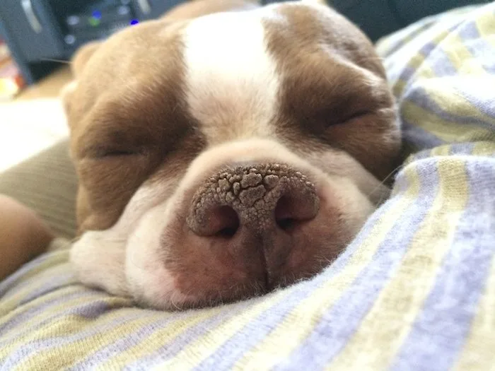 Sleeping dog nose