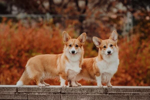 Dva královští corgi stojí vedle sebe na kamenné zdi.