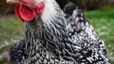 Wyandotka slepice s charakteristickým černobílým peřím na pozadí trávy.