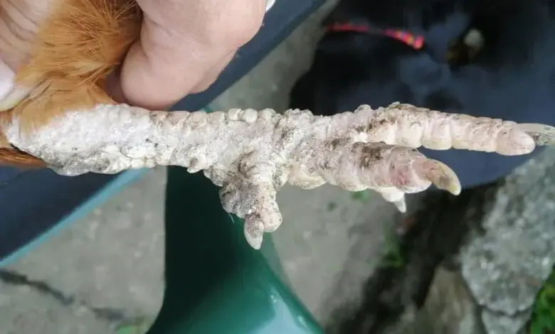 Slepičí noha s příznaky vápenky nebo šupinatých nohou.