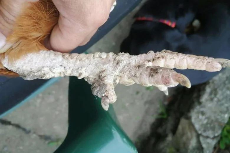 Slepičí noha s příznaky vápenky nebo šupinatých nohou.
