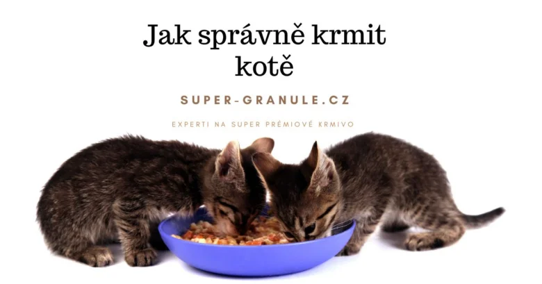 Dvě malé koťata jedí suché granule z modlé misky.