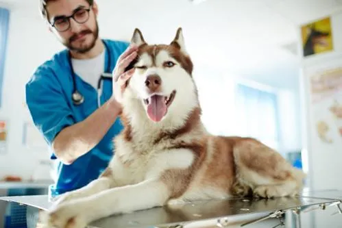 Veterinář hladí štěstěného huskyho na vyšetřovacím stole.