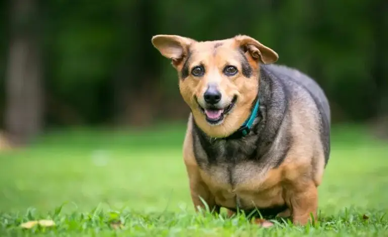 Obese dog on grass