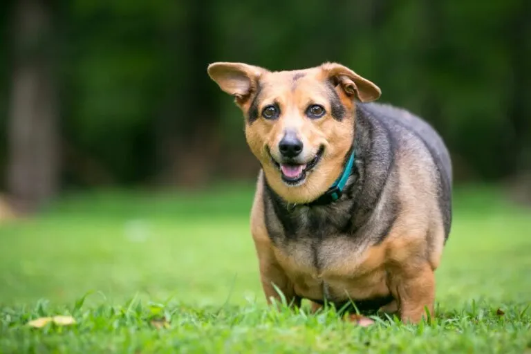 Obese dog on grass