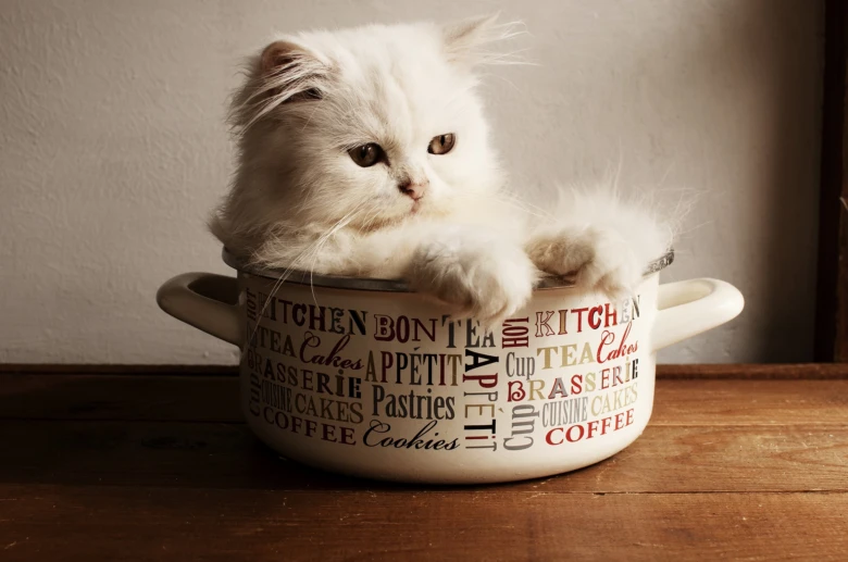White persian cat in bowl