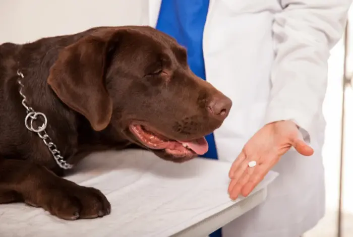 Veterinář podává tabletu psu na vyšetřovacím stole.