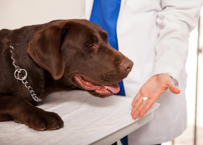 Veterinář podává tabletu psu na vyšetřovacím stole.