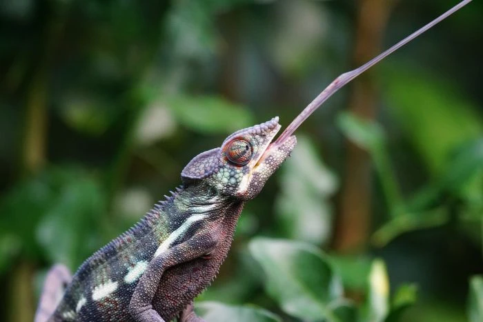 Chameleón v přírodě při lovění hmyzu.